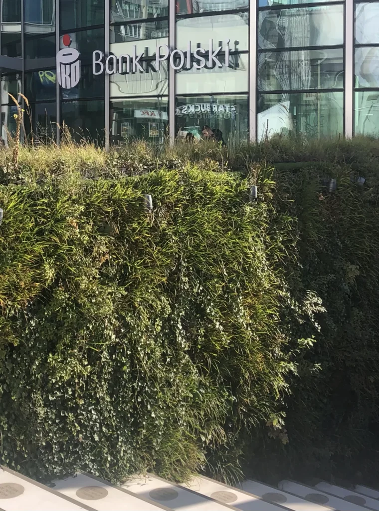 Zielona ściana iQgarden na Rotundzie PKO BP w Warszawie latem — pełna, bujna roślinność