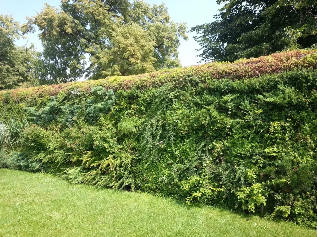 Ściany badawcze iQgarden w Warszawie po 13 latach — dojrzałe ogrody wertykalne w pełnej kondycji